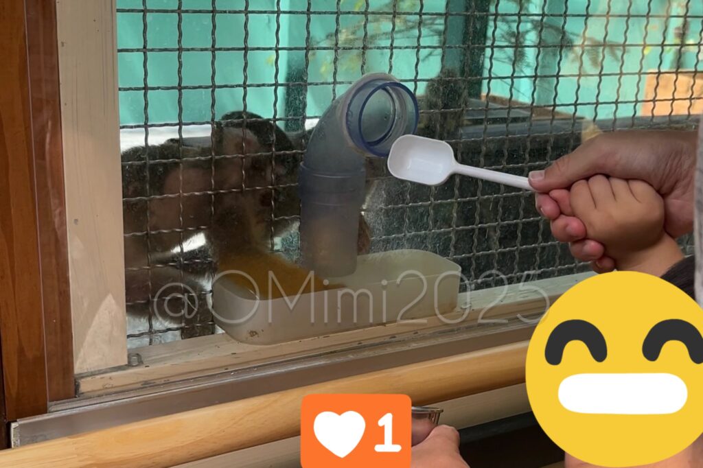 ミーアキャットに餌をあげています