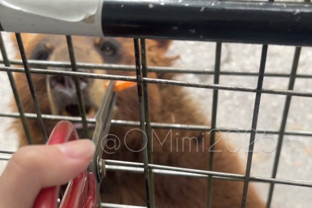 熊ににんじんをあげている